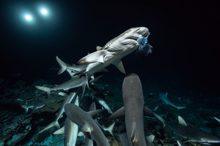 « 700 requins dans la nuit » nominé aux Emmy Awards