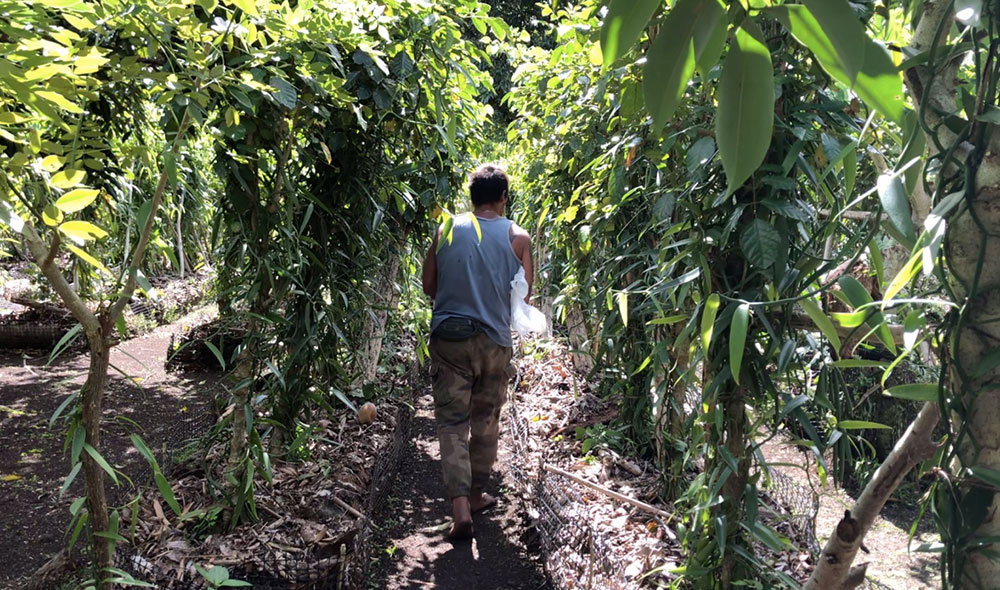 L'agriculteur souhaite désormais produire plus de vanille. Il prépare depuis plusieurs mois un espace de 2 000  mètres carrés pour faire pousser ses lianes.