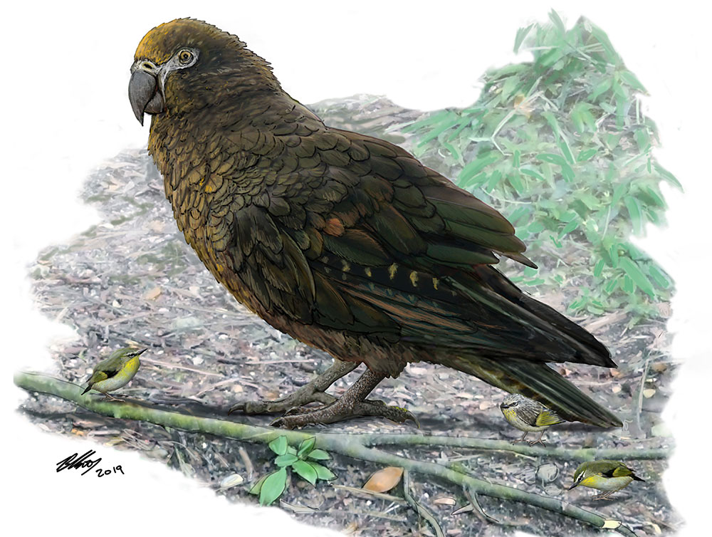Nouvelle-Zélande: découverte des restes d'"Hercule", un perroquet géant