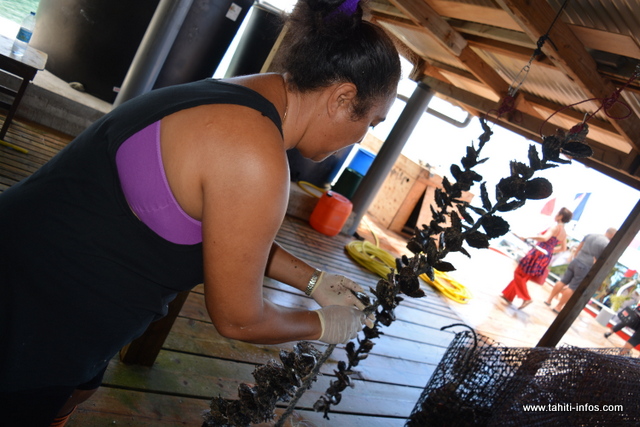La perliculture toujours au ralenti à Takaroa