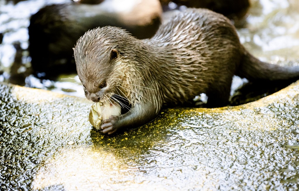 Un Bebe Loutre Pour Un Selfie Les Reseaux Sociaux Sur Le Banc Des Accuses Un Bebe Loutre Pour Un Selfie Les Reseaux Sociaux Sur Le Banc Des Accuses