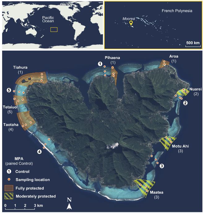 Le réseau des Aires marines protégées de Moorea. En orange, les zones totalement interdites à la pêche et aux activités extractives. En jaune, les zones partiellement protégées. Selon leur vocation, diverses activités y sont autorisées. Ainsi, dans l'AMP à vocation touristique de Nuarei, la pêche à la ligne , la pêche à la bonite et la pêche des alevins sont permises. Les points orange sont les lieux où les prélèvements du Criobe sont effectués depuis 2004.