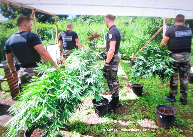 187 plants de paka saisis et détruits à Papara