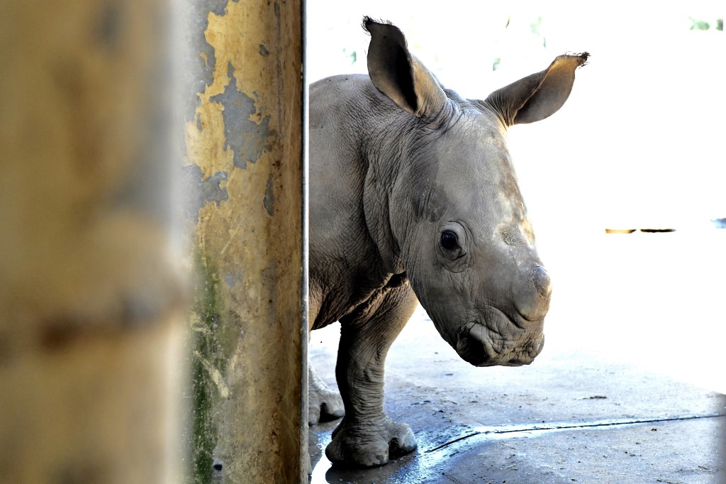 Italie: deux embryons pour sauver le rhinocéros blanc du Nord de l'extinction