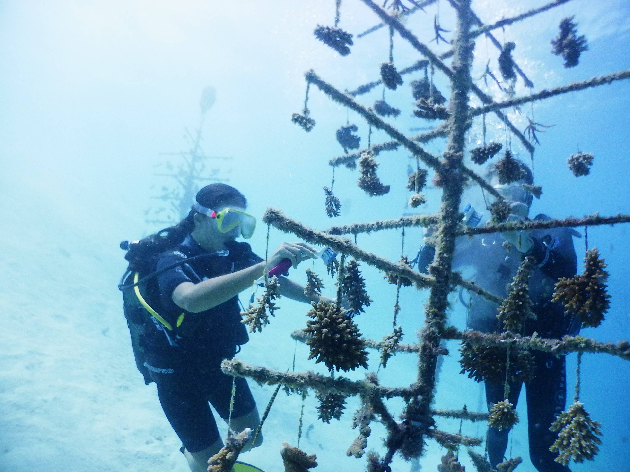 En partenariat avec le CRIOBE, Institut Polynésien de Biomimétisme développe des nurseries de corail plus respectueuses de l'environnement. Le biomimétisme permet de trouver de nouveaux design, de nouveaux matériaux et même de nouvelles fonctions contre le réchauffement climatique .