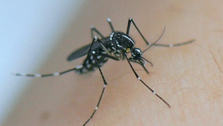 ​Dengue 2 : la Polynésie prépare son entrée en saison chaude