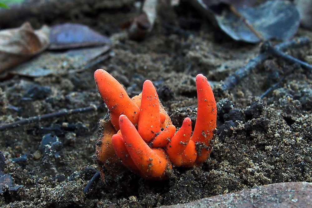 Un des champignons les plus dangereux au monde trouvé en Australie