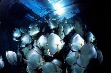 Des paraha peue dans une cage d'élevage dans le lagon de Vairao