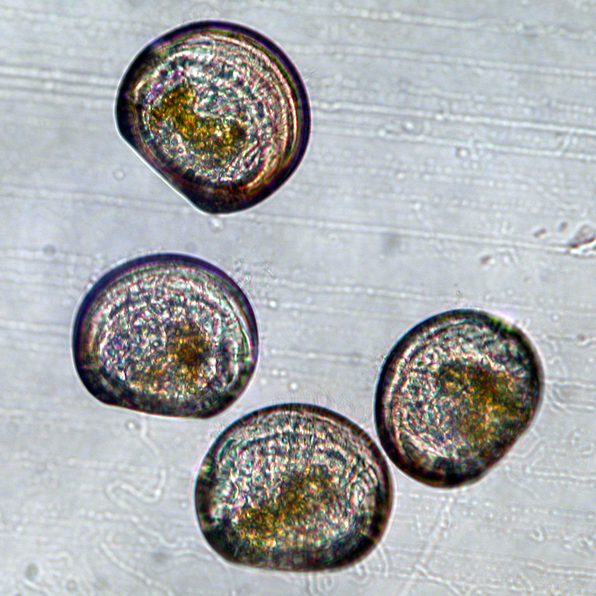 Des larves d'huitres perlières dans l'écloserie