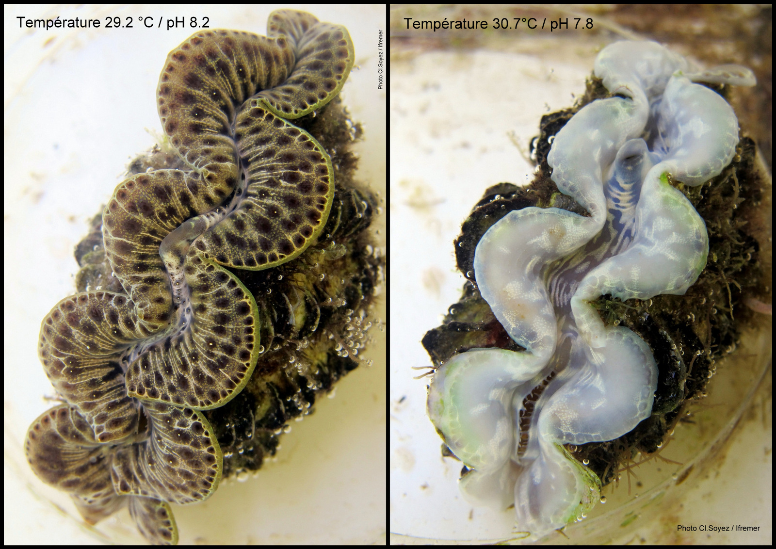 Un bénitier blanchi par le réchauffement climatique