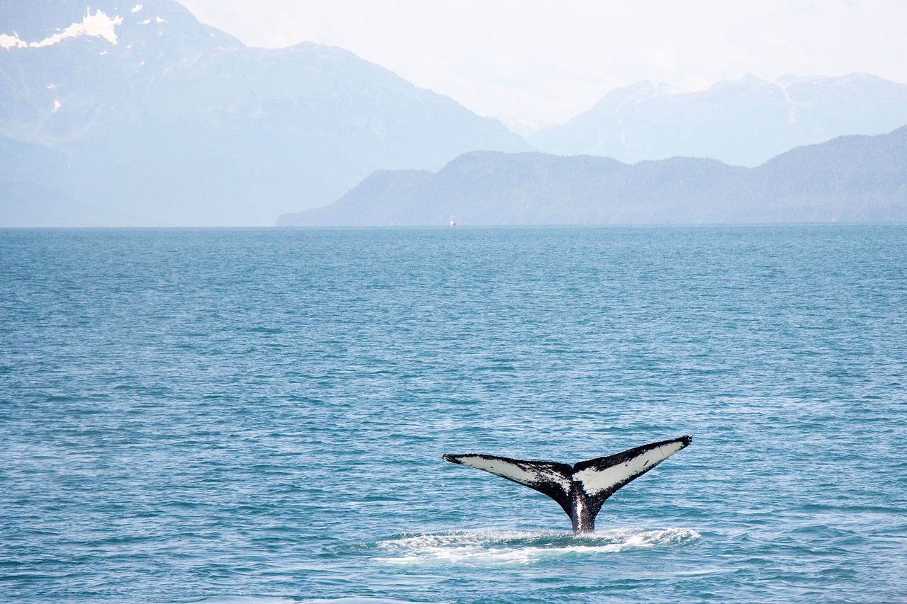 Des baleines adaptent leur communication pour protéger leurs bébés