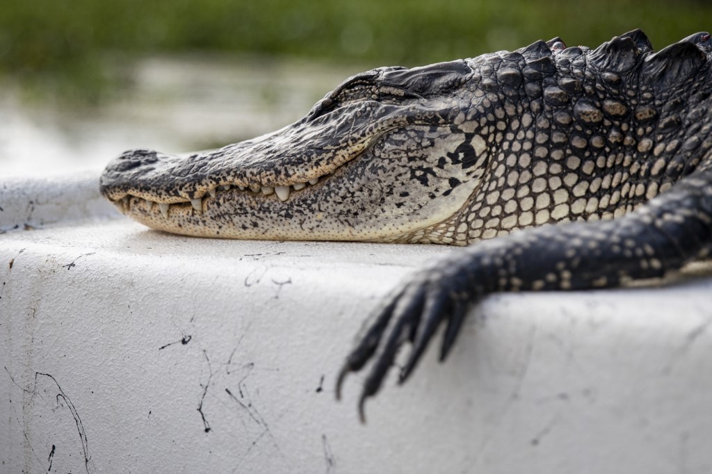 Deux hommes arrêtés en Floride après avoir fait boire de la bière à un alligator
