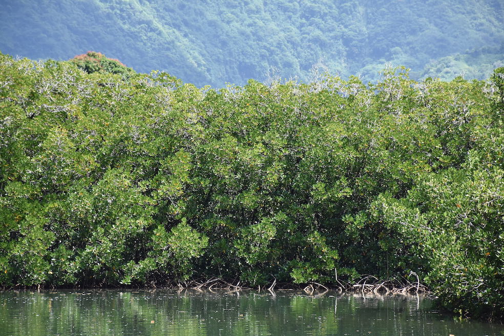 Le palétuvier : une espèce à surveiller au fenua