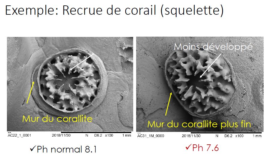 Sur ces photos, on voit à gauche un polype de corail qui a grandi dans un environnement normal, et à droite un polype qui a grandi dans un environnement acide… Son squelette est fortement affecté. (Credit : Chloé Brahmi)