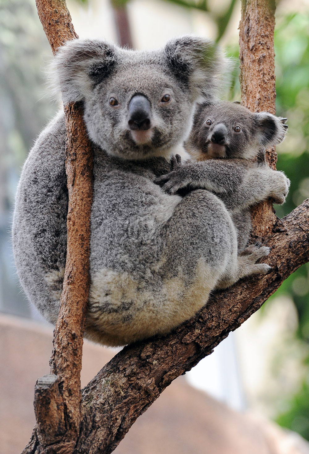 Australie: des centaines de koalas auraient péri dans un incendie