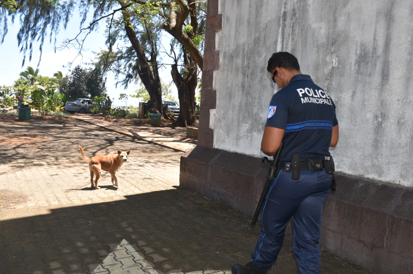 La police municipale repère les chiens errants ou divagants.