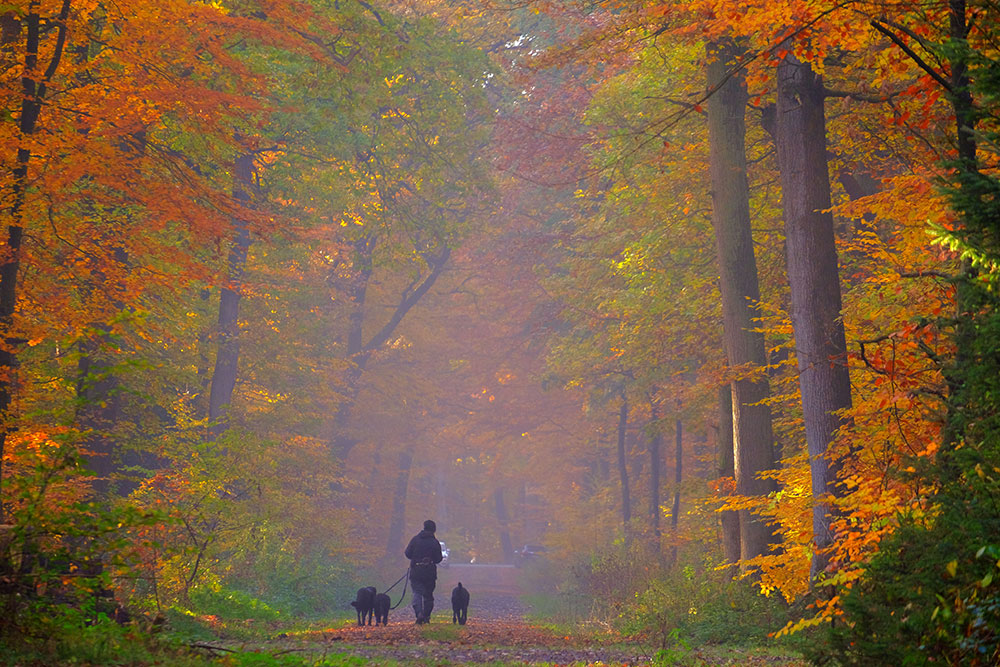 Aisne: une femme enceinte tuée dans une attaque de chiens