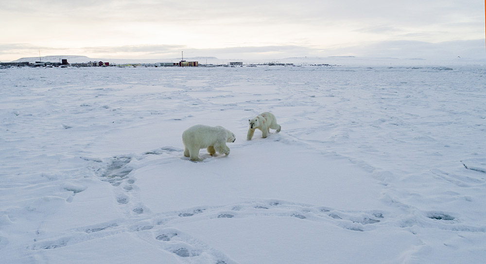 Changement climatique: 56 ours blancs aux abords d'un village russe