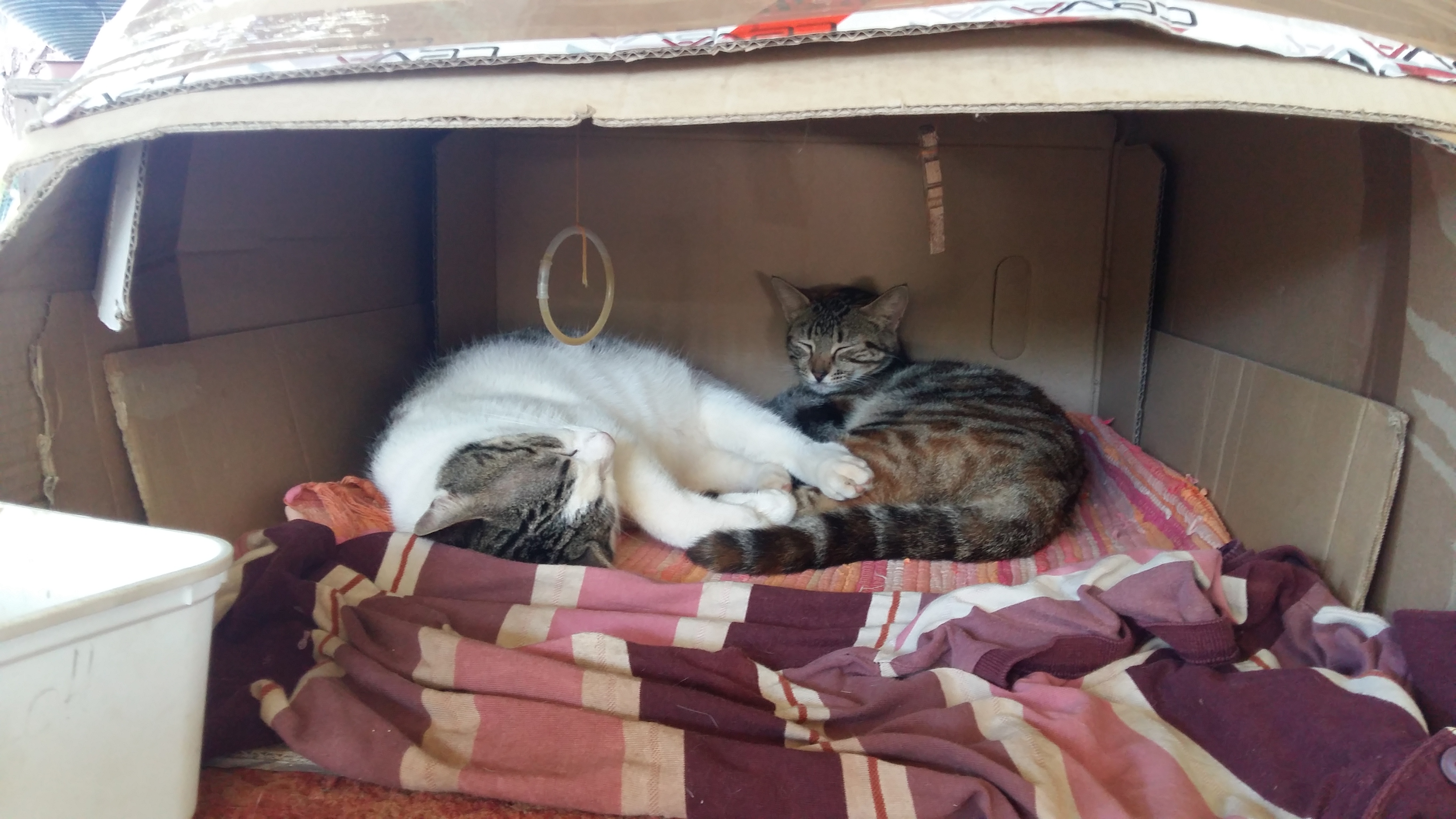 Tes animaux ont-ils des droits?