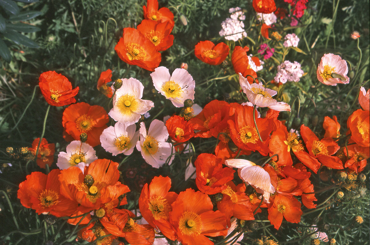 L’été est très court en Patagonie, surtout à Punta Arenas et les tombes, durant quelques jours, se couvrent de fleurs.