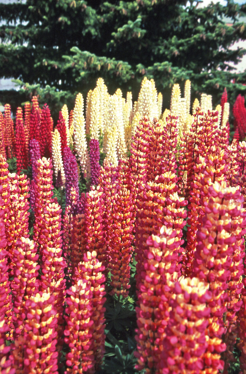 On ne sait pas si le défunt qui est en dessous de ces somptueux lupins apprécie l’intention de ceux qui ont fleuri son lieu de repos éternel…