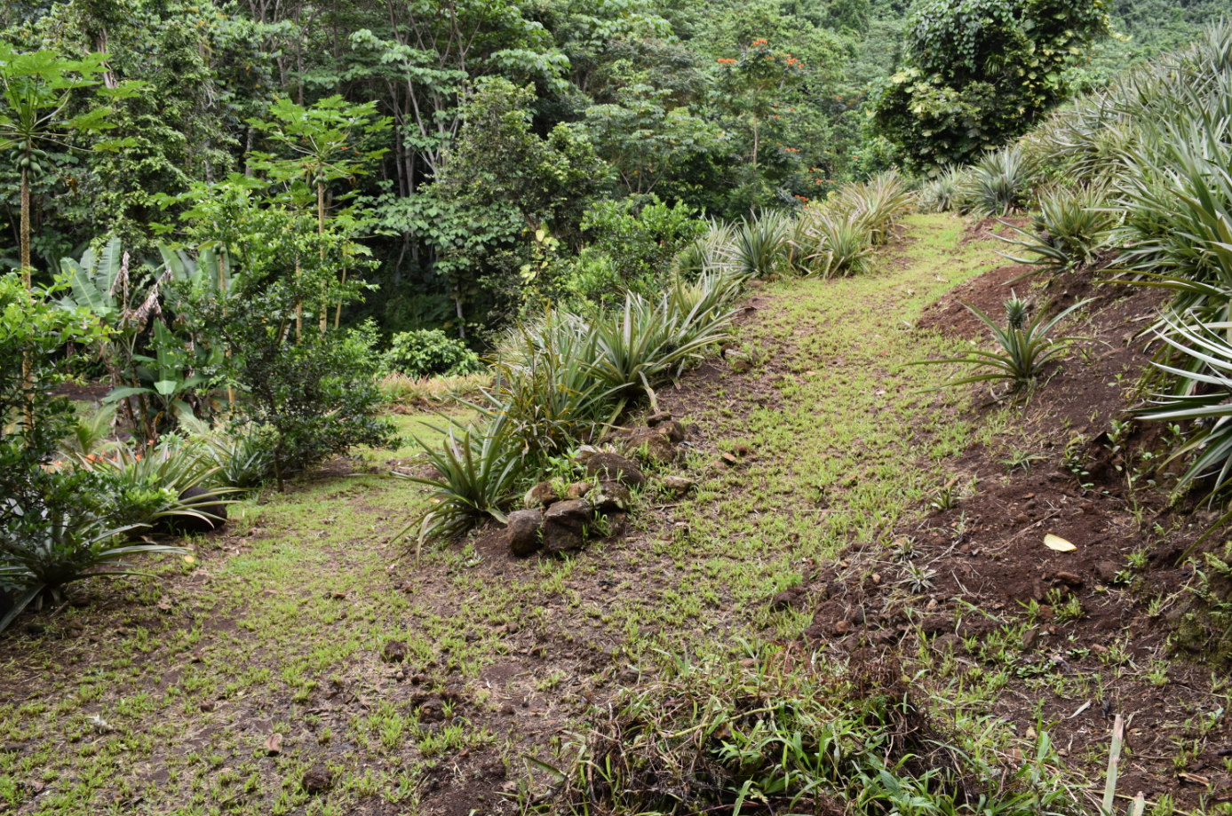 Toarii Estall récolte les fruits de sa passion