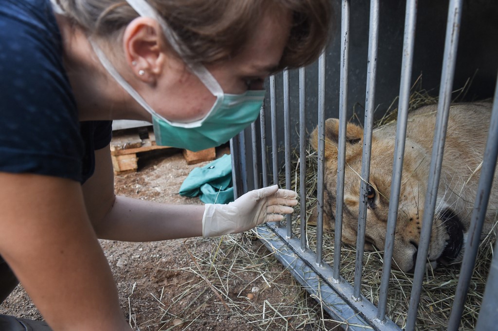 Une jeune lionne d'Asie est morte au muséum de Besançon, où elle était née en 2014