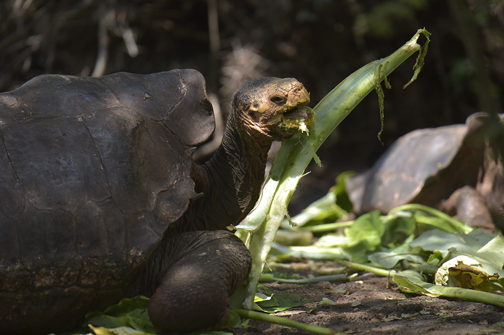 Mission aux Galapagos en quête de tortues géantes sur l'ancienne route des pirates