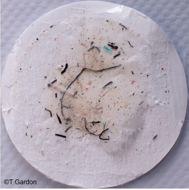 Sur cette photo, les microplastiques trouvés dans un filtre de Tony Gardon lors d'un prélèvement de 150 m3 dans l'atoll de Ahe en 2018, une fois traité et filtré dans le laboratoire de l'Ifremer.
