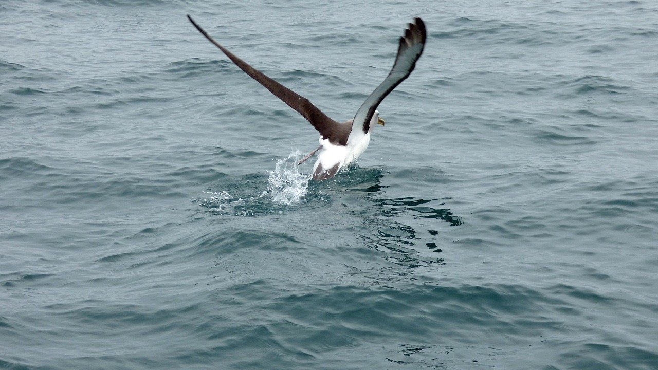 Dans les quarantièmes rugissants, les pêcheurs illégaux sous l'oeil des albatros