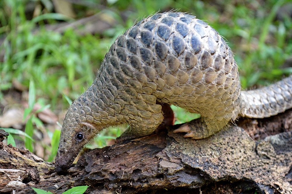 Coronavirus: le pangolin, chaînon manquant potentiel dans l'épidémie