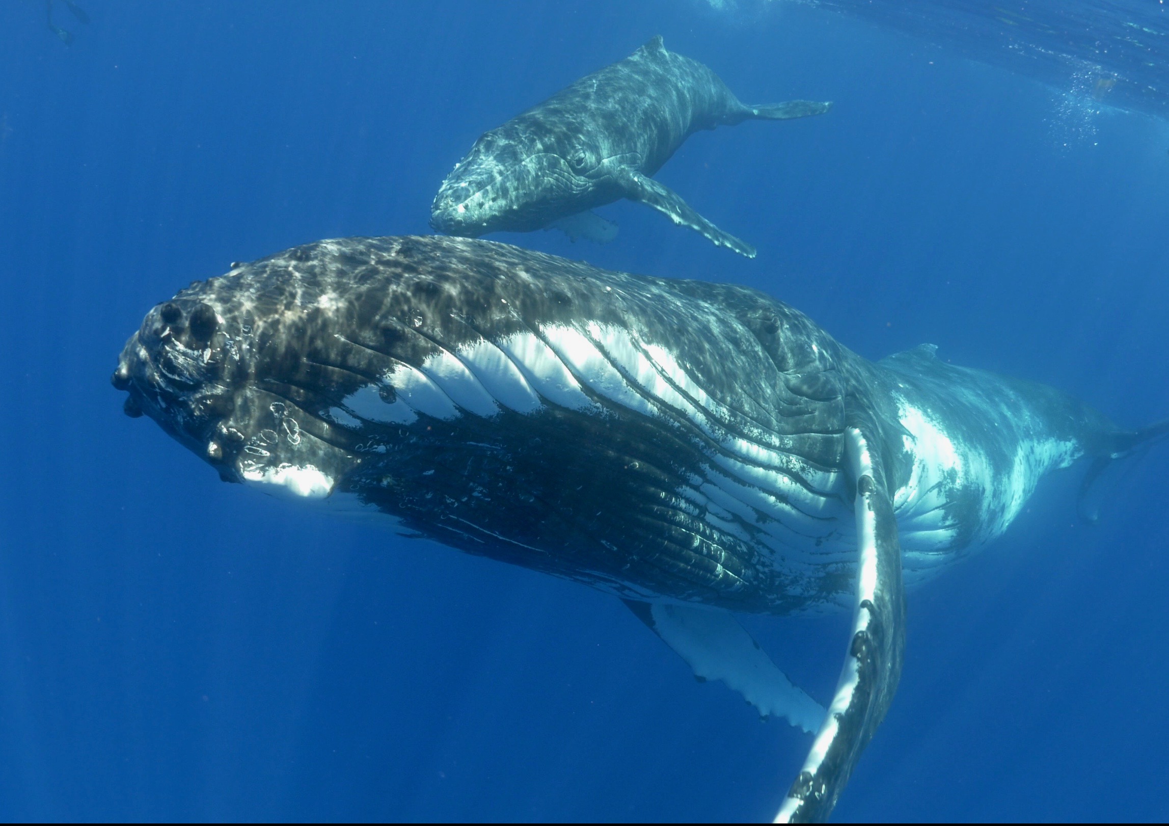 Un plus grand nombre de duos baleine/baleineaux a été observé en 2019