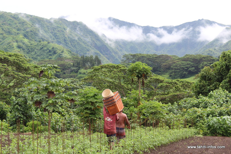 Neuf nouveaux pesticides interdits en Polynésie