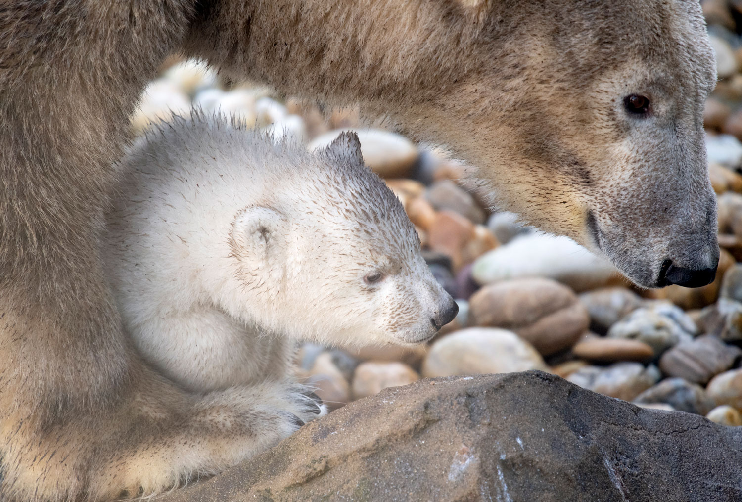Tout Savoir Sur Les Ours Tout Savoir Sur Les Ours