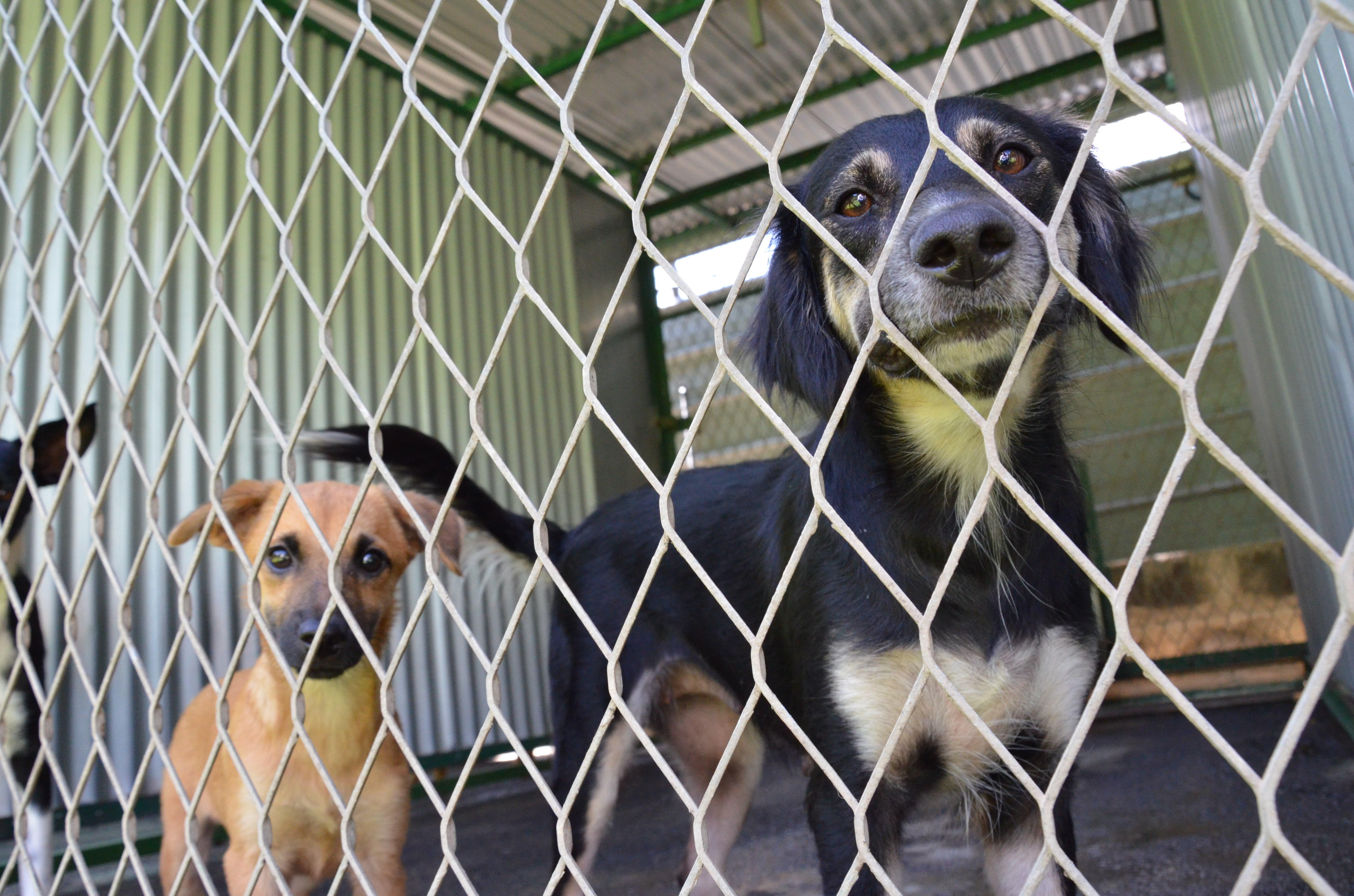 Coronavirus : Restrictions pour l'importation de chiens
