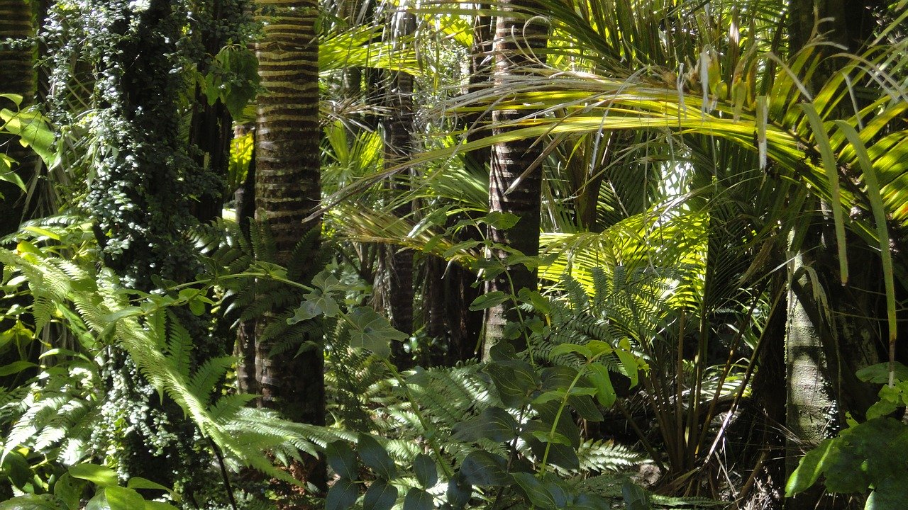 Changement climatique: l'Amazonie pourrait disparaître en 50 ans (étude)