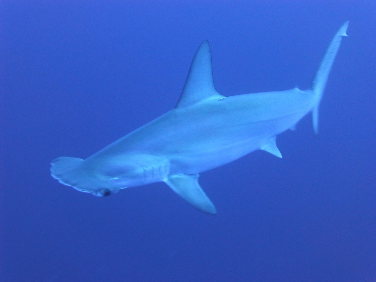 Galapagos: marquage de femelles requin-marteau pour localiser les zones de naissance