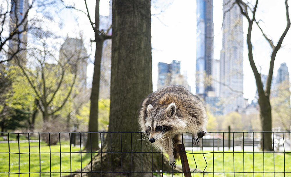 Central Park, plus que jamais havre de paix face à la pandémie