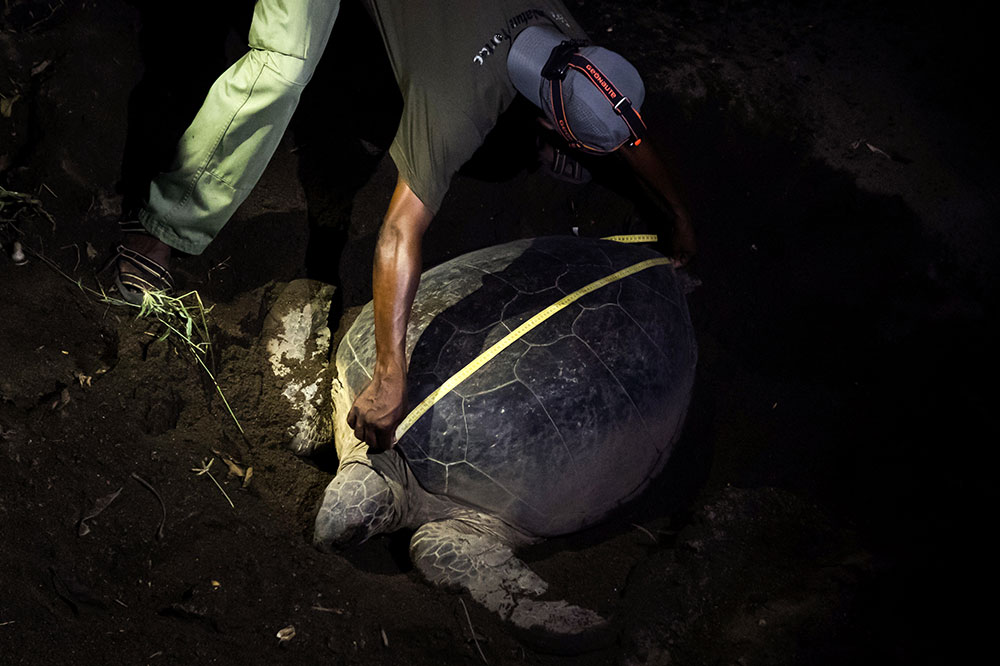A Mayotte, recrudescence de braconnage de tortues à cause du confinement