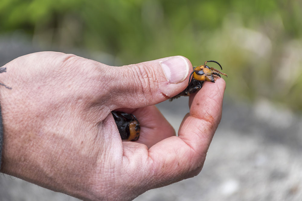 Un frelon asiatique géant repéré pour la première fois aux Etats-Unis