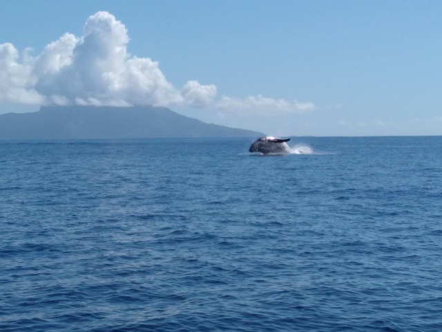 Les premières baleines vues à Taapuna