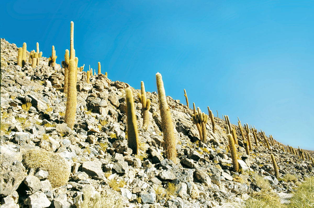 Sur certaines pentes du désert andin, les cactus montent la garde, comme une armée de guerriers muets.