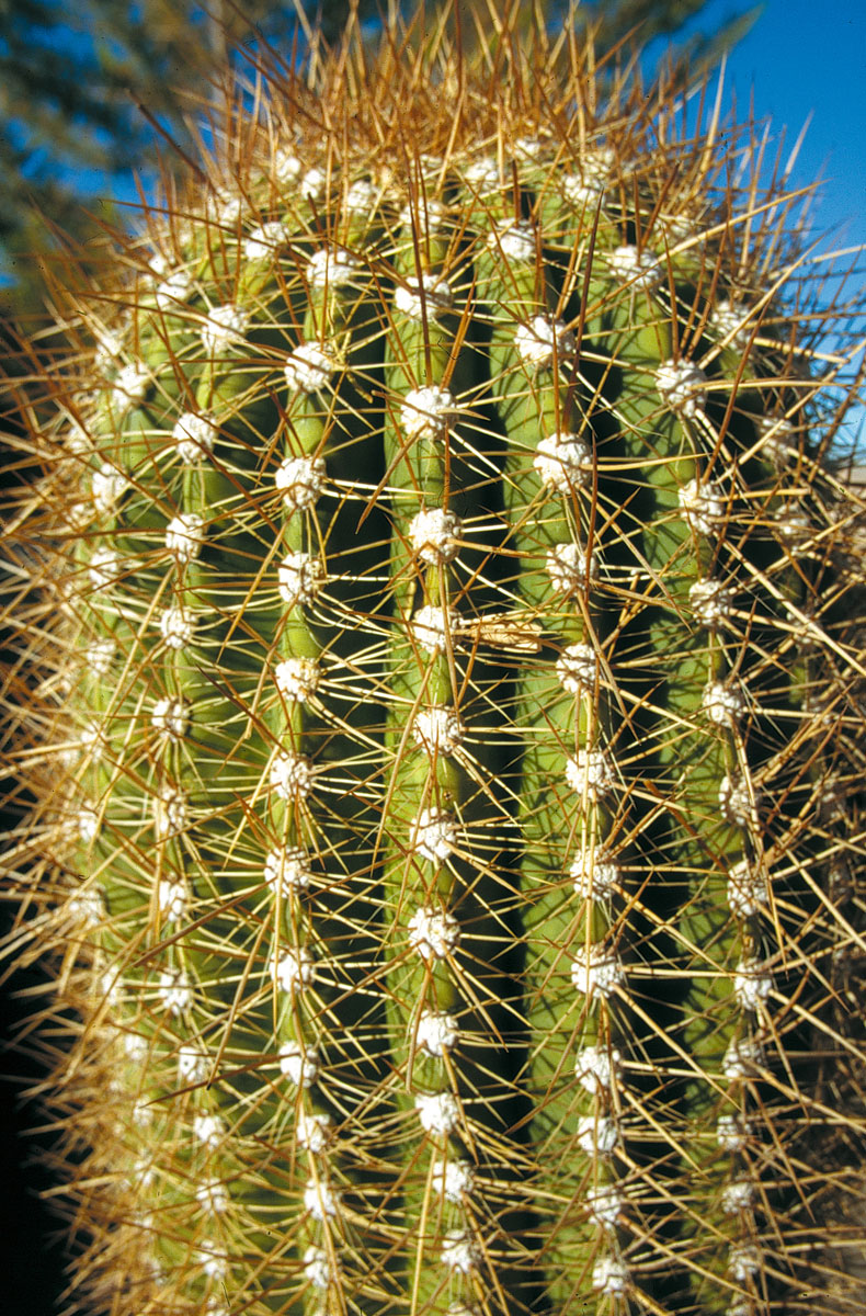 Aucun insecte, aucun reptile, aucun oiseau et aucun mammifère n'a accès à la chair gorgée d'eau du “cardon”.
