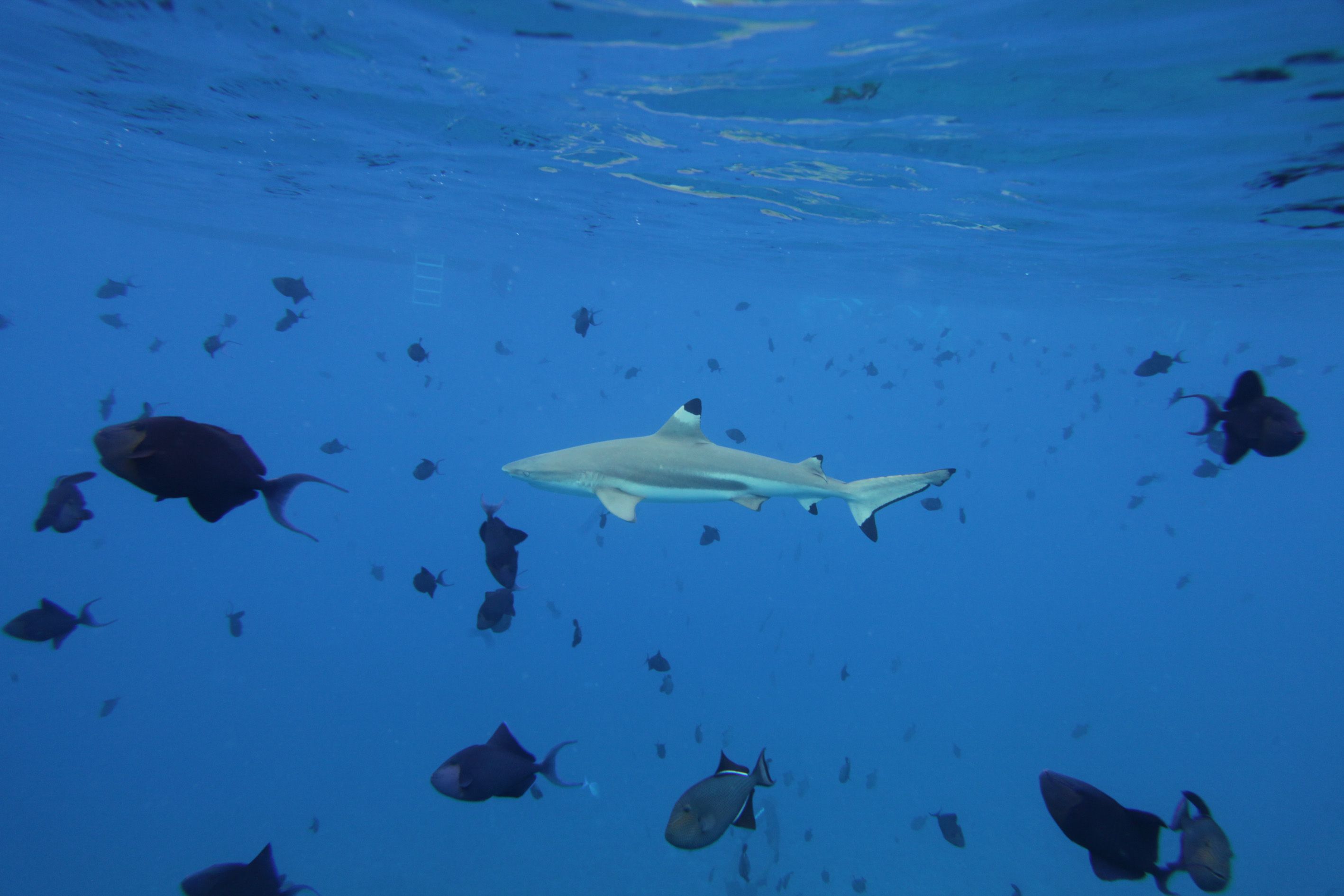 Shark feeding à la Vallée Blanche : renvoi du procès au 20 octobre