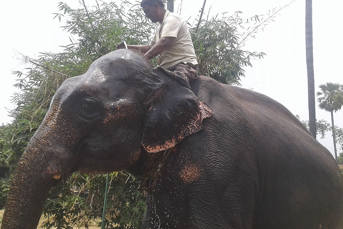 Inde: il lègue des terres à ses deux éléphants domestiqués