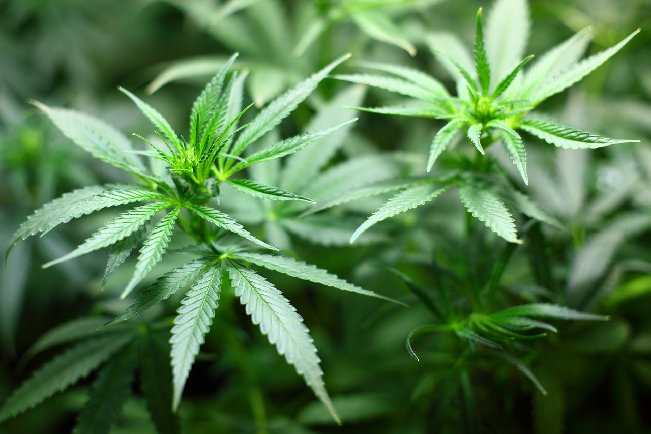 Cannabis: une vingtaine d'élus de tous bords réclament la "légalisation"