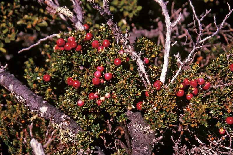 Délices sauvages d’Ushuaia