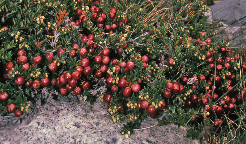 Délices sauvages d’Ushuaia