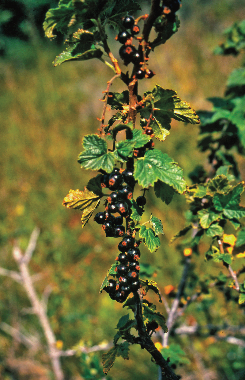 Délices sauvages d’Ushuaia