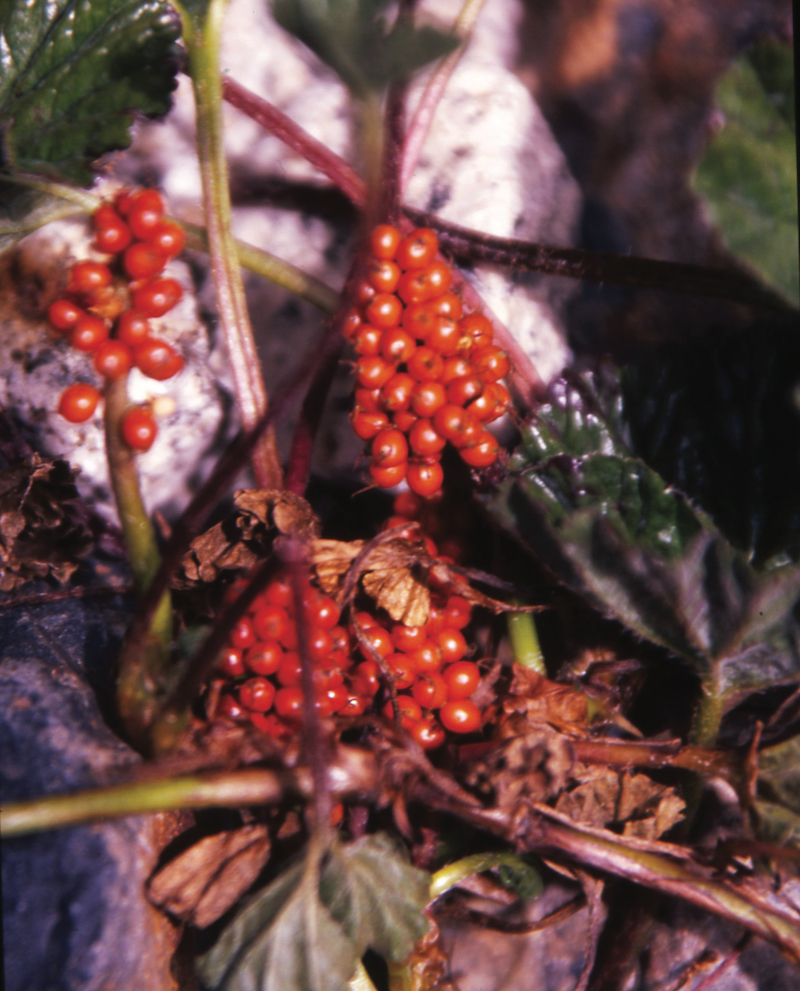 Délices sauvages d’Ushuaia